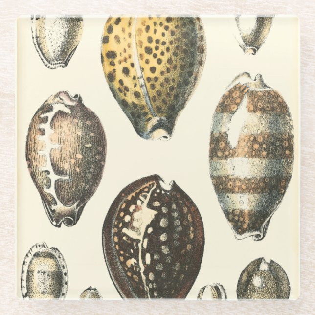 Uniquely Shaped Seashells Glass Coaster (Front)