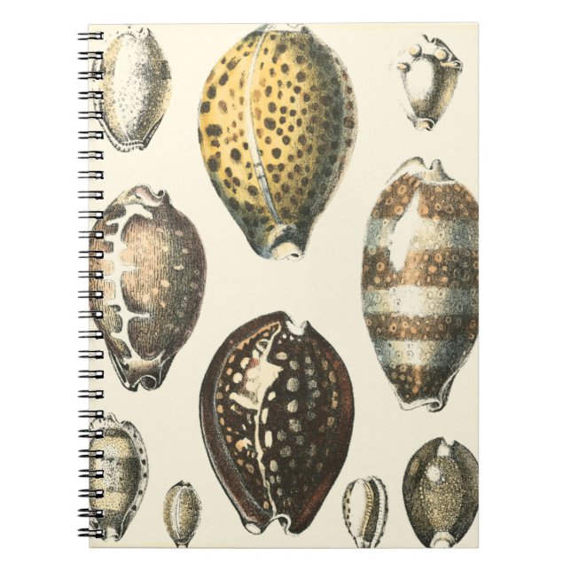 Uniquely Shaped Seashells Notebook (Front)