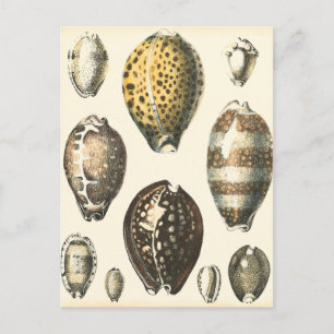 Uniquely Shaped Seashells Postcard