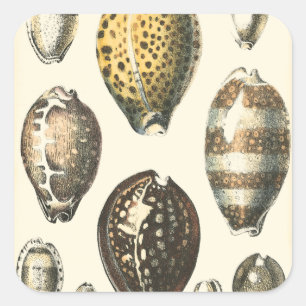 Uniquely Shaped Seashells Square Sticker
