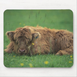 United Kingdom, Scotland. Highland calf Mouse Pad