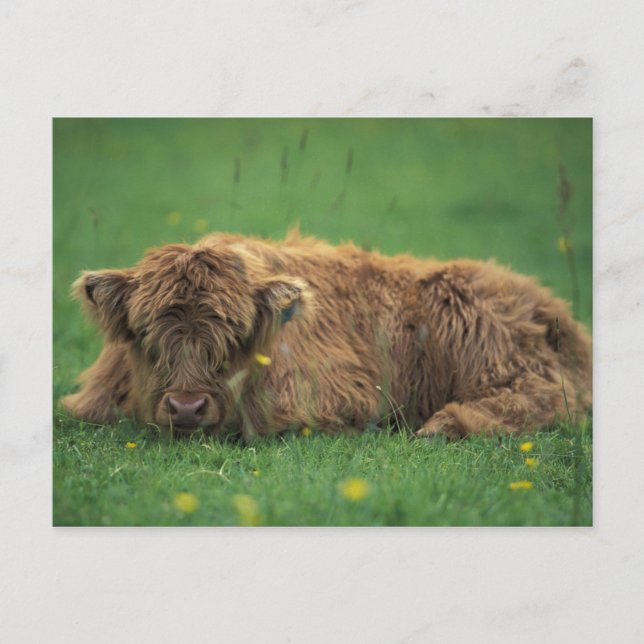 United Kingdom, Scotland. Highland calf Postcard (Front)
