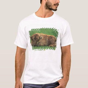 United Kingdom, Scotland. Highland calf T-Shirt