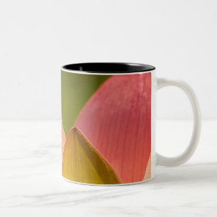 United States, DC, Washington, Kenilworth 3 Two-Tone Coffee Mug