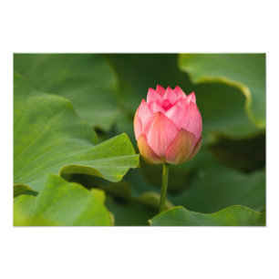 United States, DC, Washington, Kenilworth 4 Photo Print