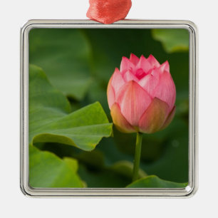 United States, DC, Washington, Kenilworth Metal Tree Decoration