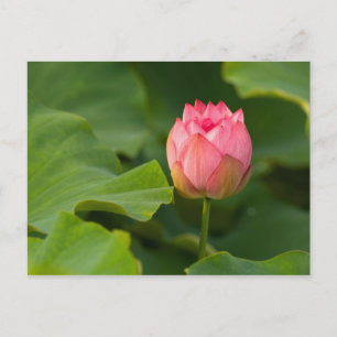 United States, DC, Washington, Kenilworth Postcard