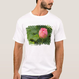 United States, DC, Washington, Kenilworth T-Shirt