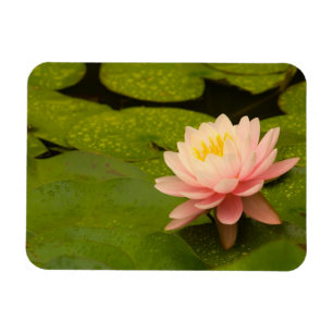 United States, Maryland, Westminster, Union Magnet