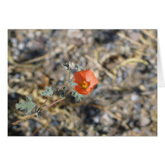 Unknown flower, Death Valley National Park