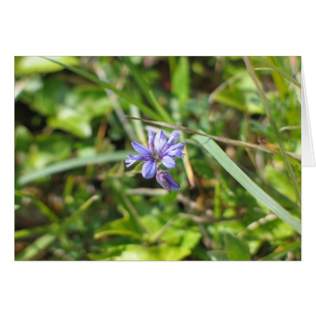 Unknown flower, The Burren, Ireland (Front Horizontal)