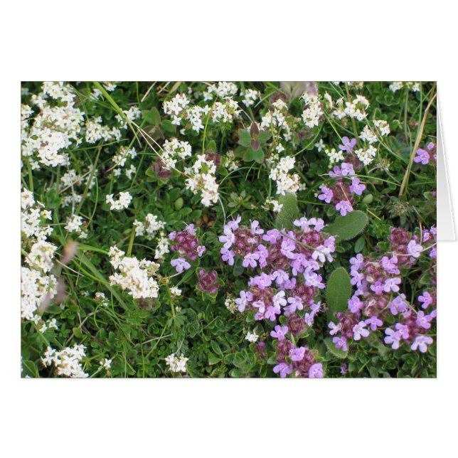 Unknown flowers (Front Horizontal)