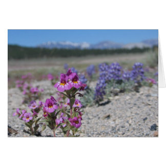 Unknown flowers and lupine, Yosemite National Park