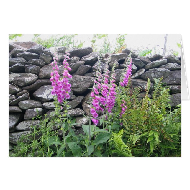 Unknown flowers, Dingle Peninsula, Ireland (Front Horizontal)