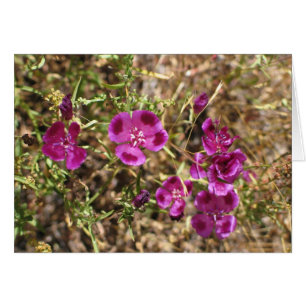 Unknown flowers, Yosemite National Park