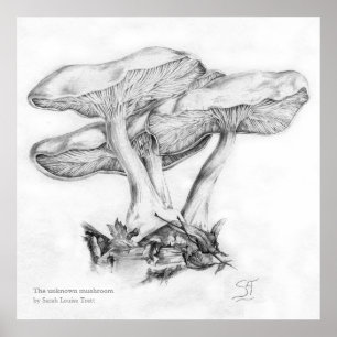 Unknown mushroom pencil  illustration square print