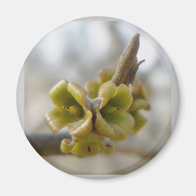 Unknown Tree Flower - Springtime Magnet (Front)