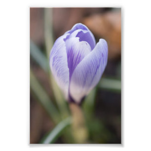 Unopened Crocus Photo Print