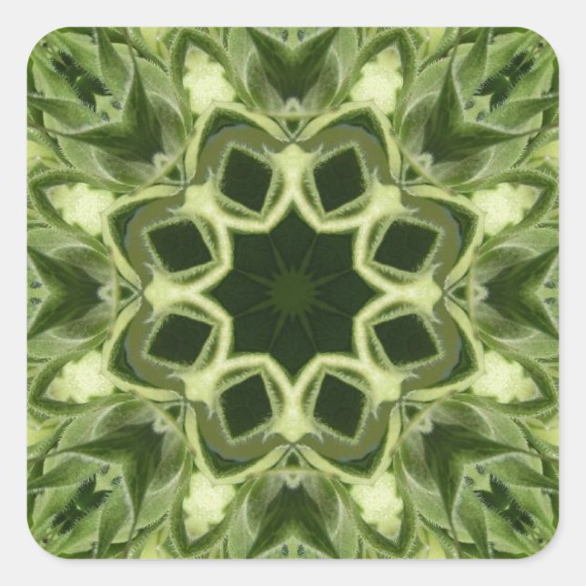 Unopened Sunflower Square Sticker (Front)