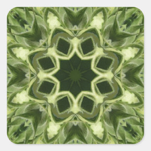 Unopened Sunflower Square Sticker
