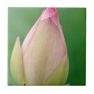 Unopened Water Lily Bulb, Durban Botanical Ceramic Tile
