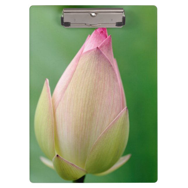 Unopened Water Lily Bulb, Durban Botanical Clipboard (Front)