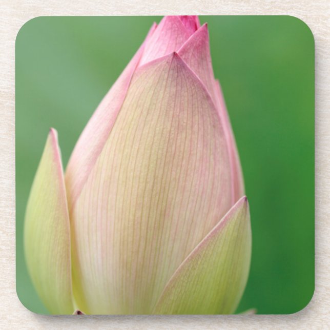Unopened Water Lily Bulb, Durban Botanical Coaster (Front)