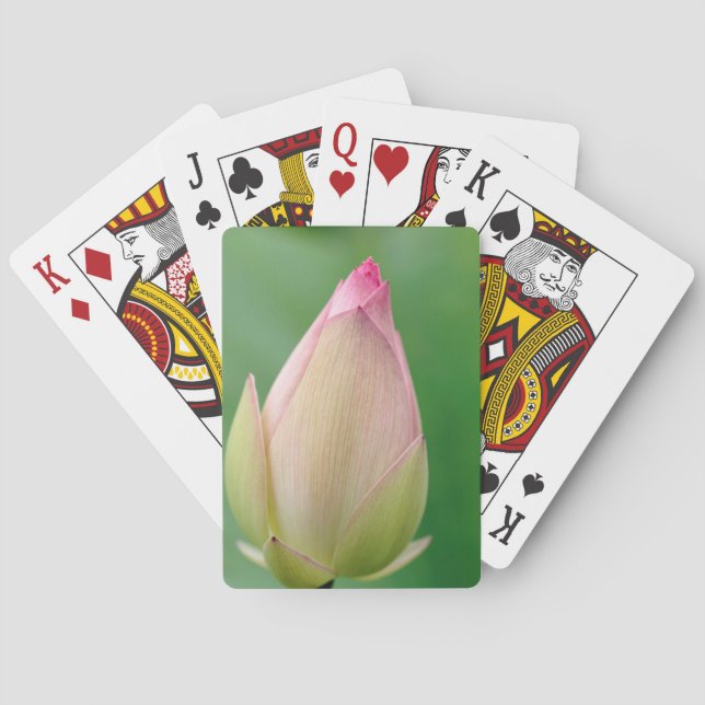 Unopened Water Lily Bulb, Durban Botanical Playing Cards (Back)