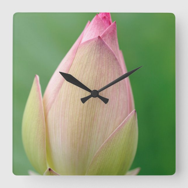 Unopened Water Lily Bulb, Durban Botanical Square Wall Clock (Front)
