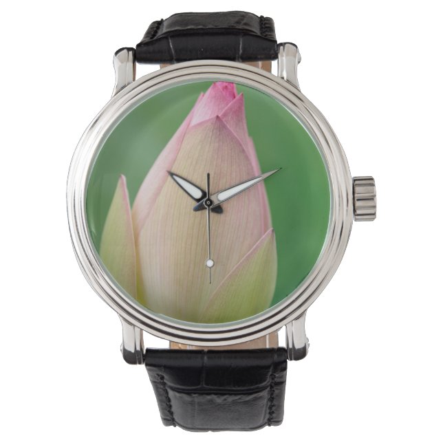Unopened Water Lily Bulb, Durban Botanical Watch (Front)