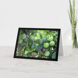 Unripened Purple Plums Card