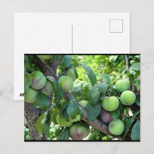 Unripened Purple Plums Postcard