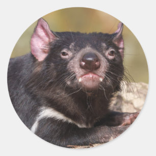 Untamed Spirit Tasmanian Devil Classic Round Sticker