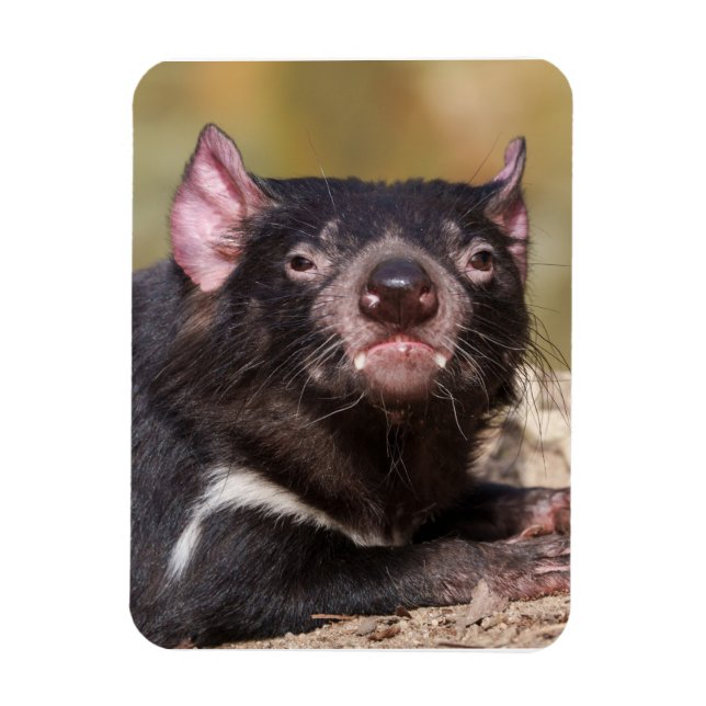 Untamed Spirit Tasmanian Devil Magnet (Vertical)