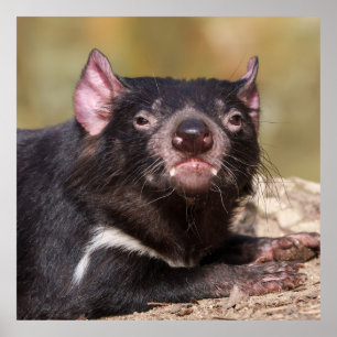 Untamed Spirit Tasmanian Devil Poster