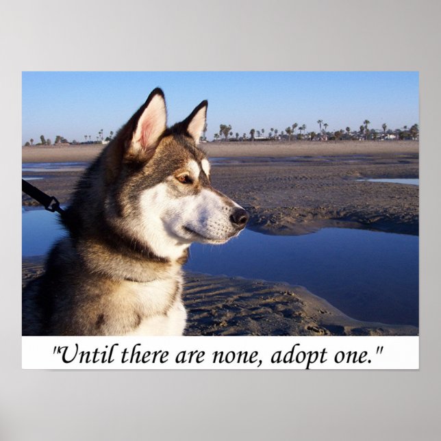 Until there are none, adopt one poster (Front)