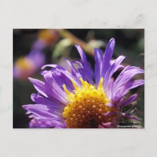 Untitled Aster Number 10 Postcard