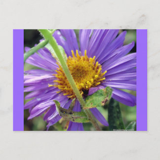 Untitled Aster Number 1 Postcard