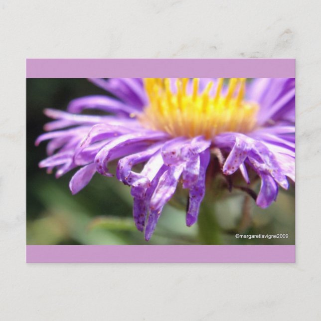 Untitled Aster Number 2 Postcard (Front)