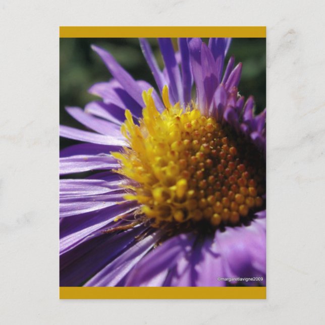 Untitled Aster Number 3 Postcard (Front)