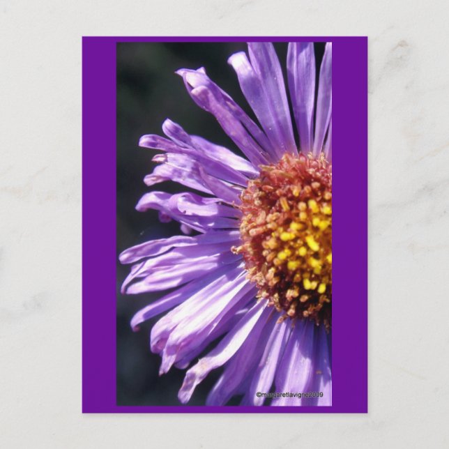 Untitled Aster Number 4 Postcard (Front)