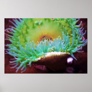 Untitled Poster