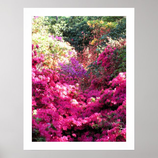 UNTITLED Rhododendron Floral Photography Poster (Front)
