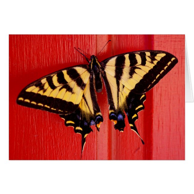 unusual background swallowtaill butterfly (Front Horizontal)