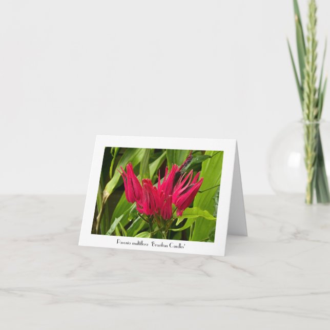 Unusual Brazilian Candles Greeting Thank you Note Card (Front)