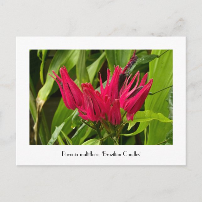 Unusual Brazilian Candles or Many Flowers Postcard (Front)