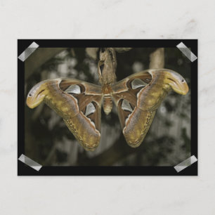 Unusual Moth Postcard