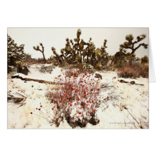 Unusual snow storm on the Joshua trees( Yucca