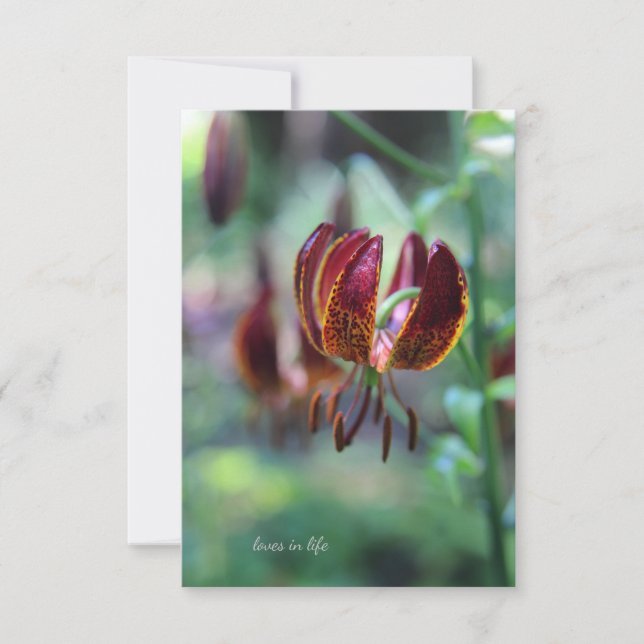 Unusual Tiger Lily Card (Front)