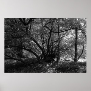 Unusual Tree, Bute Park, Cardiff, Wales BW Poster